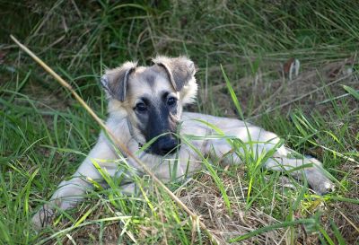 Langhaar Whippet Haiku