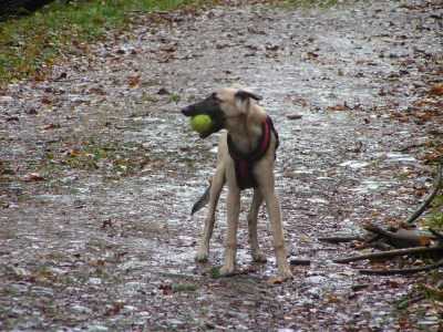 Langhaar Whippet Haiku