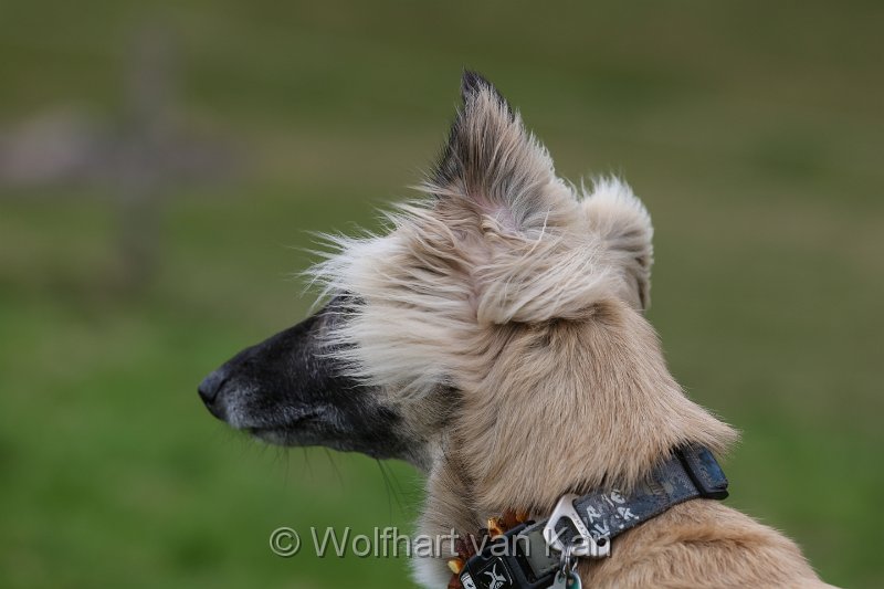 08.jpg - Müsste ich diesem Bild einen Titel geben, würde ich es "Wind" nennen