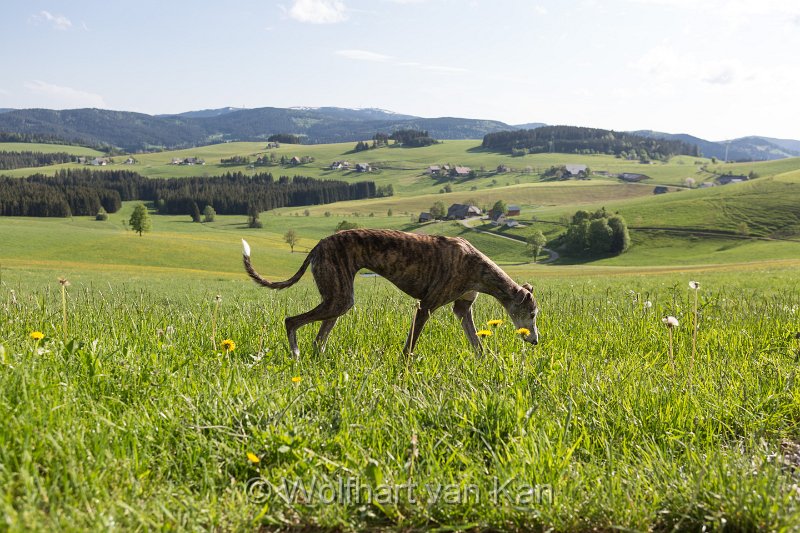 0K2A1761.jpg - 28.05.2016 Breitnau