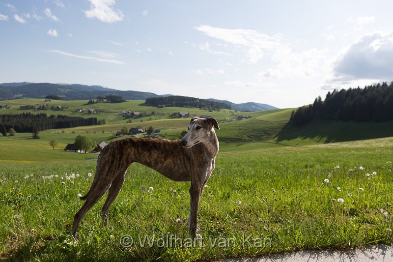 0K2A1766.jpg - 28.05.2016 Breitnau