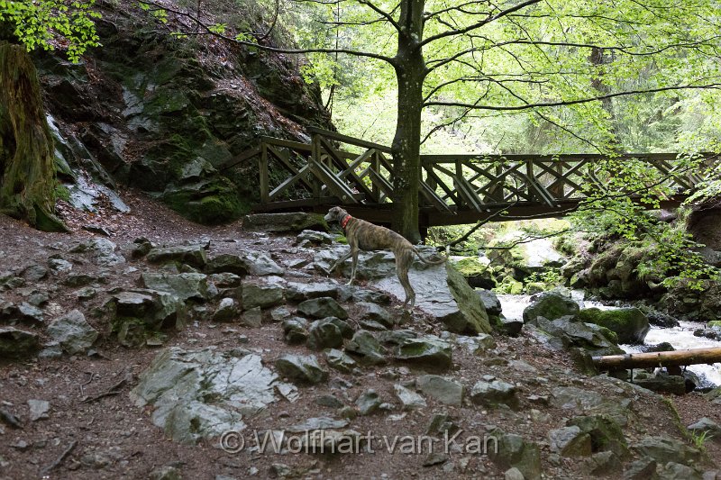 0K2A1842.jpg - 30.05.2016 Ravennaschlucht