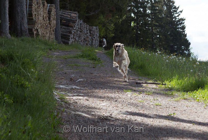 0K2A2055.jpg - 01.06.2016 Breitnau - Unsere tägliche Morgenrunde - mit Rennstrecke!