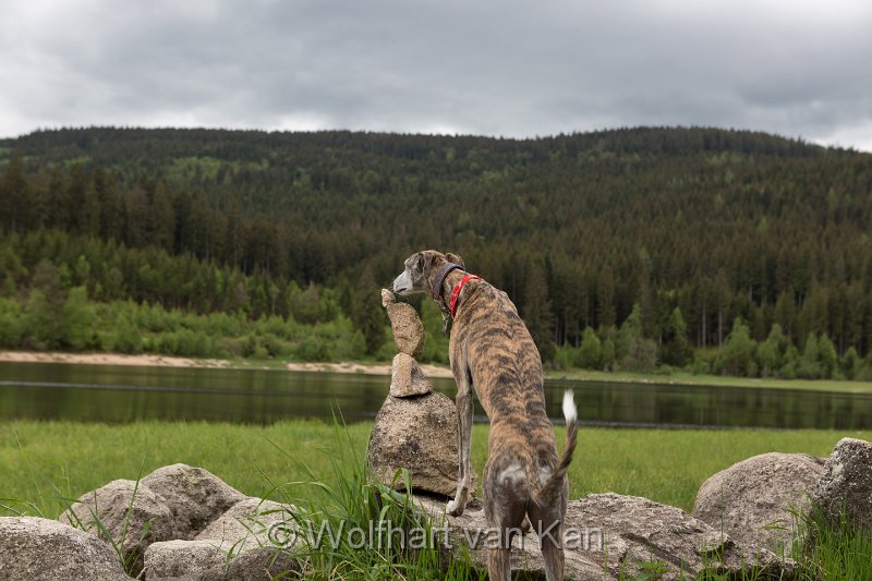 0K2A2176.jpg - 01.06.2016 Schluchsee - Ups!