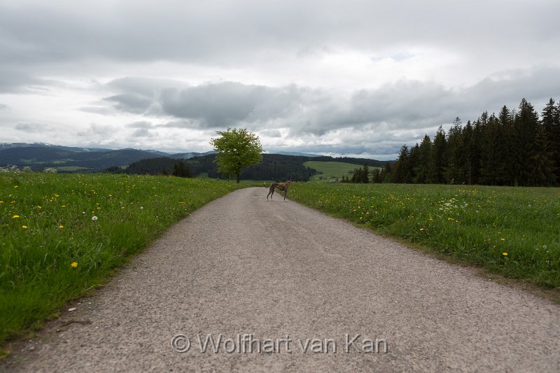 0K2A2247.jpg - 02.06.2016 Tour zu Fuß rund um Breitnau