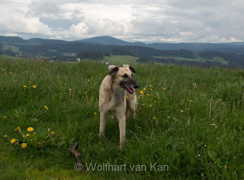 0K2A2317.jpg - 03.06.2016 Breitnau - Abendrunde