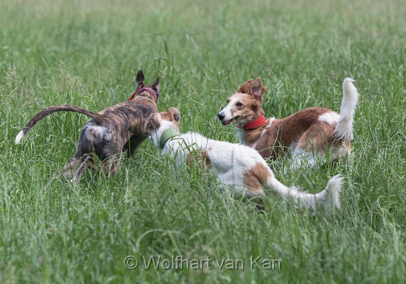 0K2A2433.jpg - Gela bittet zum Tanz...