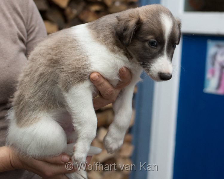 0K2A1007.jpg - Murphy / Vergeben