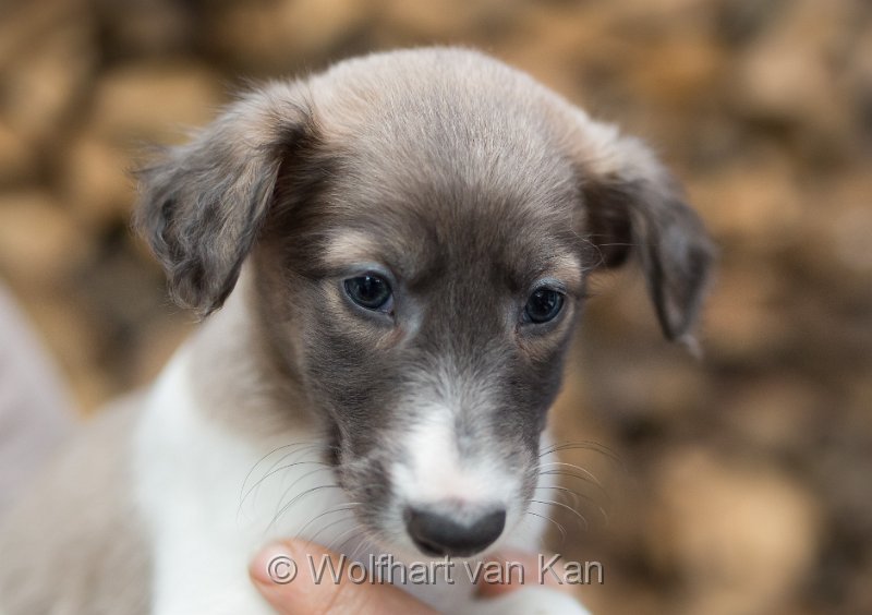 0K2A1031.jpg - Flag / Reserviert