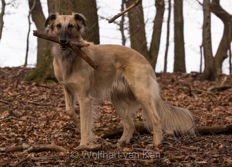 20160201-04.jpg - 01.02.2016 Wie ein Ritter - ohne Stock wäre aber schöner!