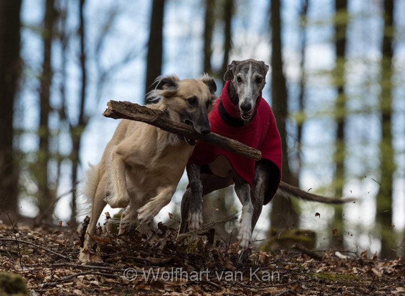 20160424-01.jpg - 24.04.2016 Gela auf der Jagd nach Haikus Stock