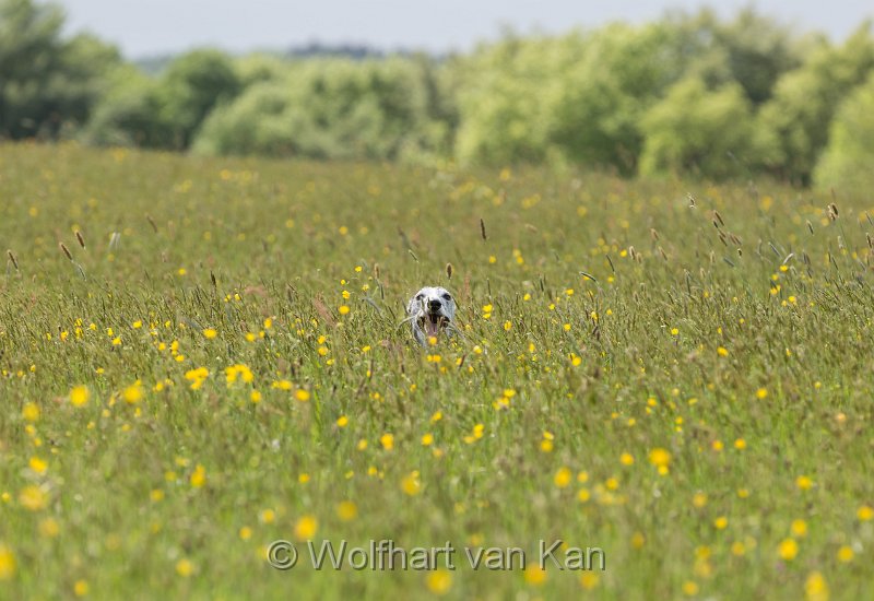 20160515-01.jpg - 15.05.2016 Guckguck Teil 2