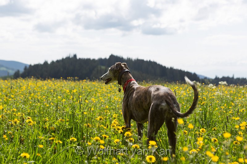 20160528-01.jpg - 28.05.2016 Urlaub im Hochschwarzwald