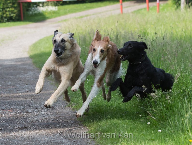 20160605-01.jpg - 05.06.2016 3 rüde Rüden. Haiku, Clooney und Fidelio