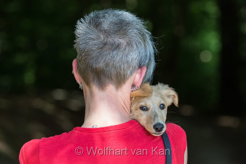 20160710-01.jpg - 10.07.2016 Erste Gedanken an einen dritten Hund kommen hoch...