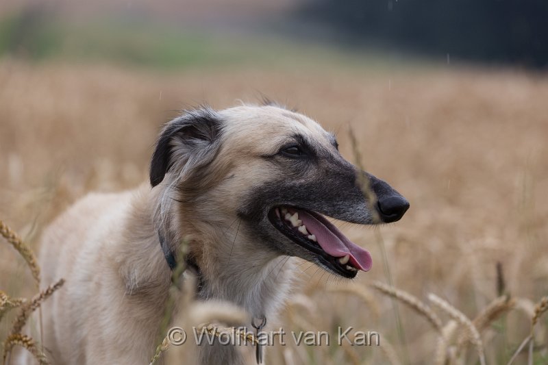 20160723-01.jpg - 23.07.2016 Bei Regen im Kornfeld