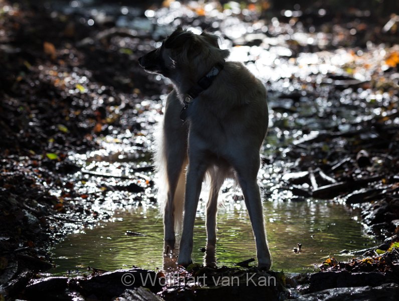 20160910-02.jpg - 10.09.2016 Schattenrunde im Wald