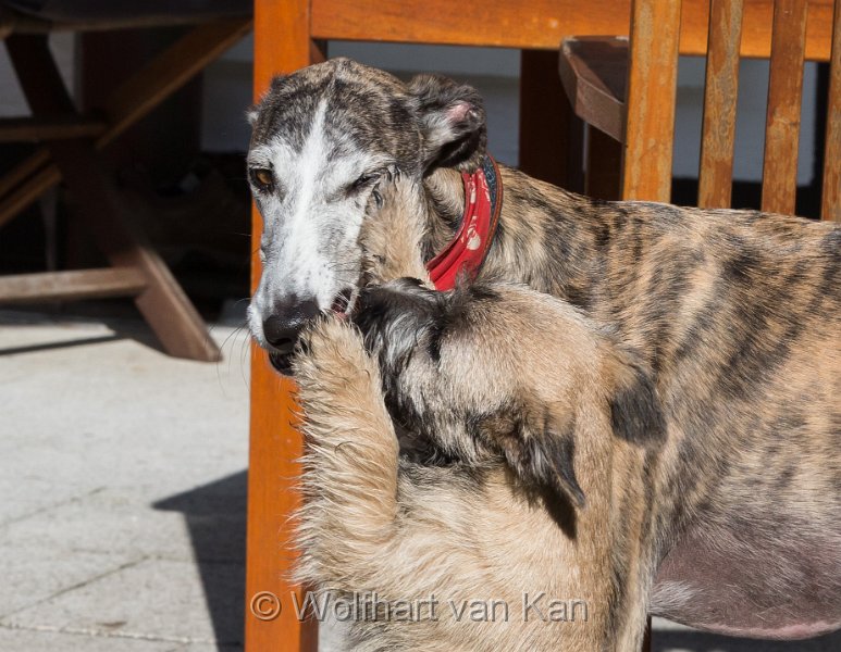 20160910-03.jpg - 10.09.2016 Pelle, unser neuer Nachbar