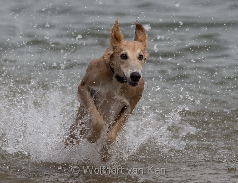 20160911-01.jpg - 11.09.2016 Lotta im Rhein - ein Schnappschuss der gesessen hat.