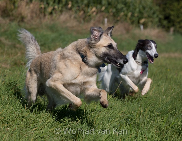 20160925-01.jpg - 25.09.2016 Haiku mit Freundin Millie