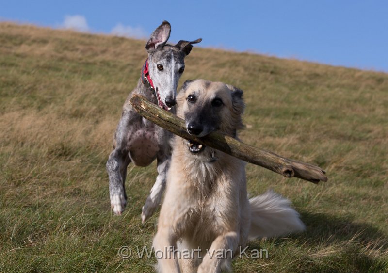 20160930-02.jpg - 30.09.2016 Gela wieder auf der Jagd nach Haikus Stöckchen