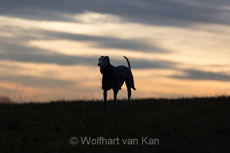 20161207-01.jpg - 07.12.2016 Galgo am Abendhimmel