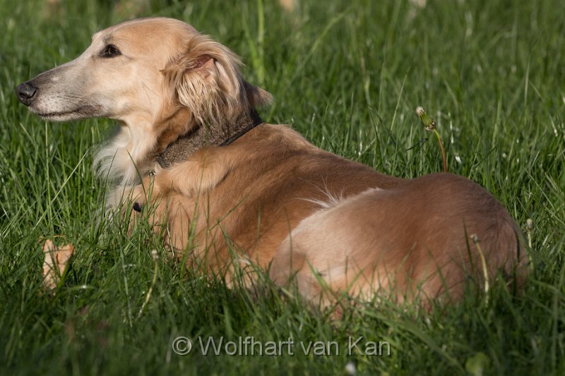 0K2A5802.jpg - Greta, zurück im Hotelgarten