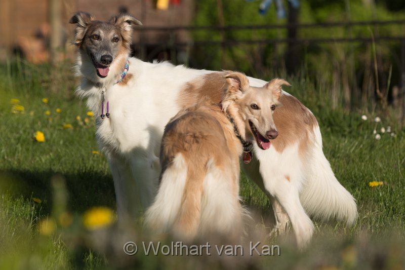 0K2A5825.jpg - Walker & Trouble