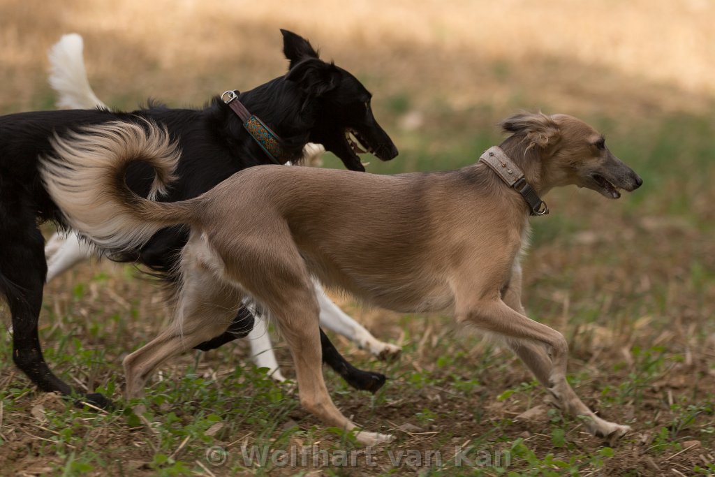 0K2A5983.jpg - Greta wird verfolgt von Lenny.