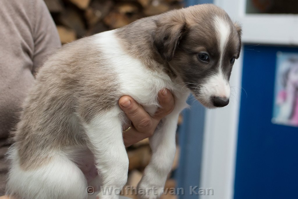 05-Murphy-Welpe.jpg