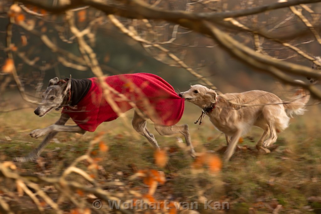 0K2A0142.jpg - Trouble weiß genau wie man einen Galgo ausbremsen kann!