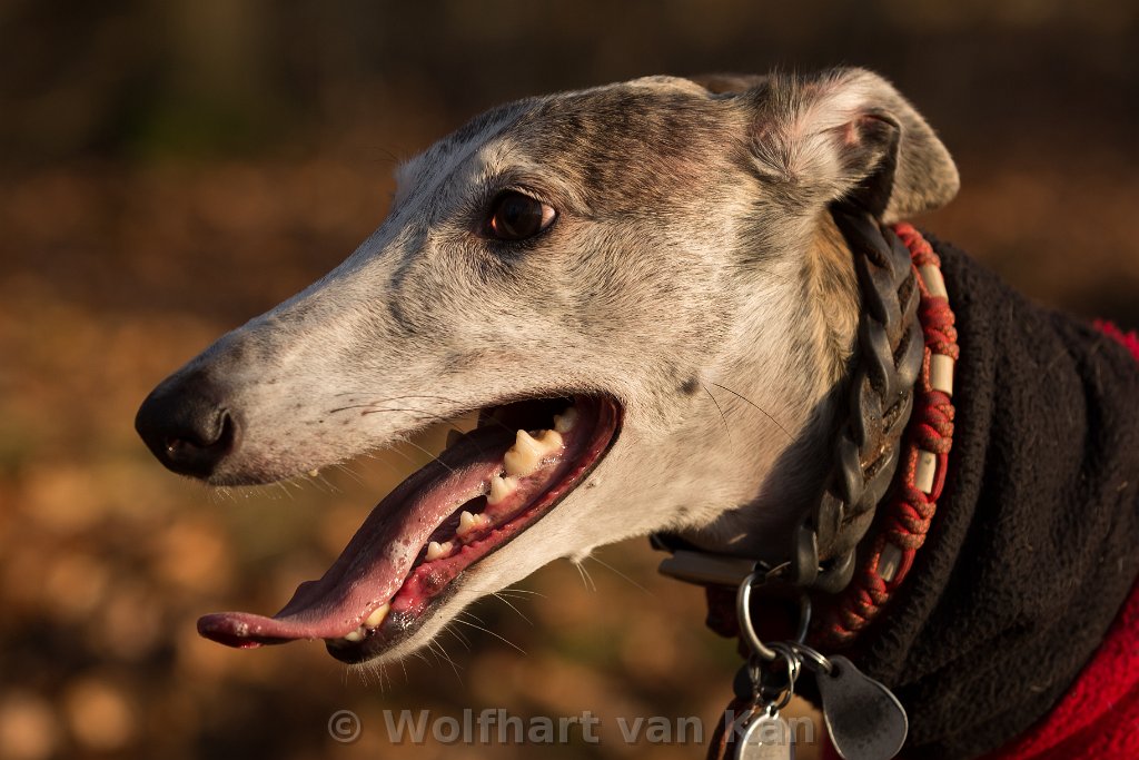 0K2A0145.jpg - Seitenportrait Gela mit einem kleinen Schatten auf dem Auge.