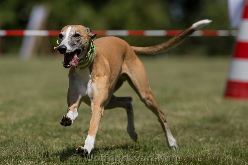 0K2A8129.jpg - Der schnellste, ein Whippet