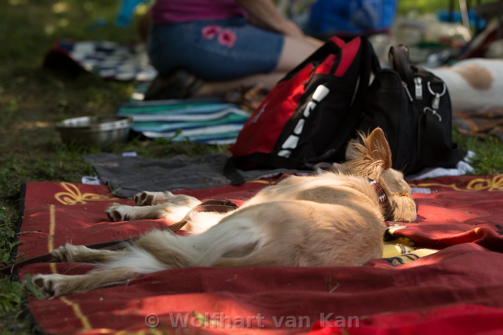 0K2A8278.jpg - Trouble macht Nickerchen