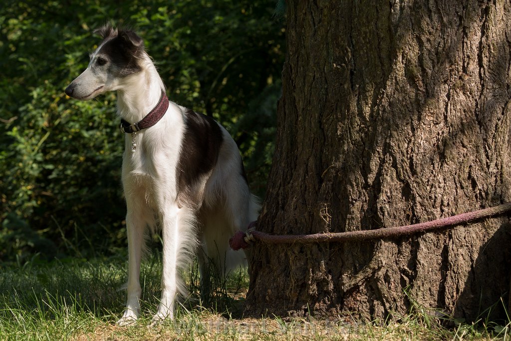 0K2A8402.jpg - Millie im heimischen Garten