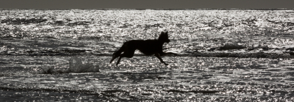 Meer