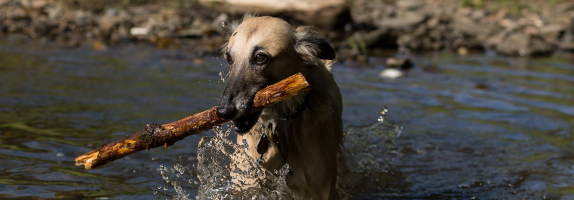 Langhaar Whippet Haiku