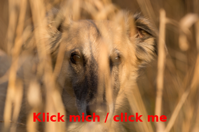 Haiku