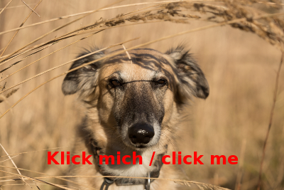 Haiku