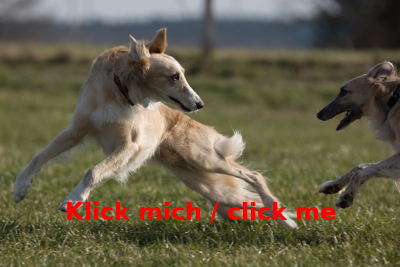Rudel