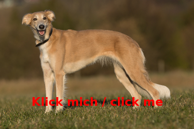 Lotta