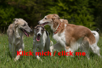 Rudel