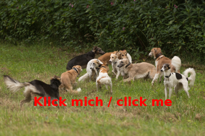 Rudel