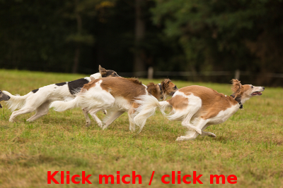 Rudel