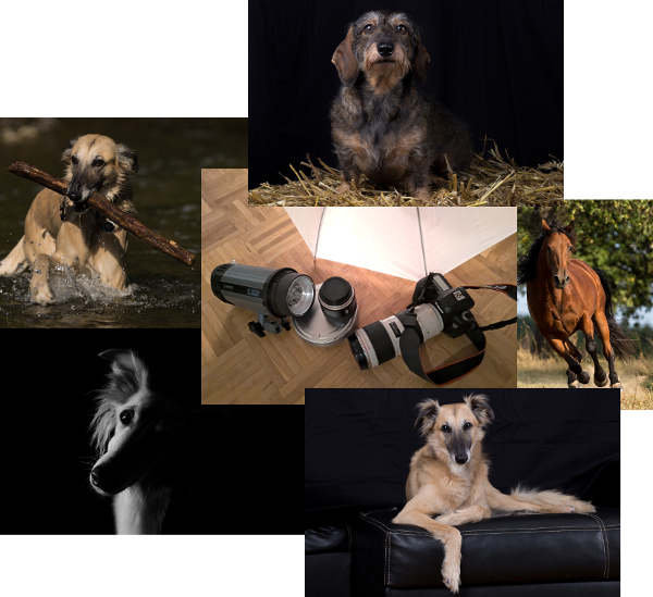 Fotoshooting