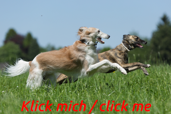 Rudel