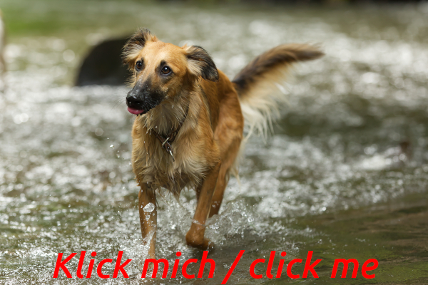Rudel